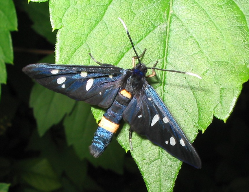 Amata phegea